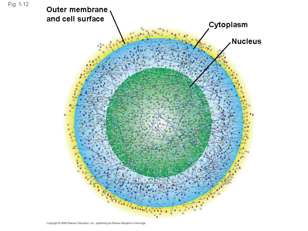 Fig. 1-12 Outer membrane and cell surface Cytoplasm Nucleus